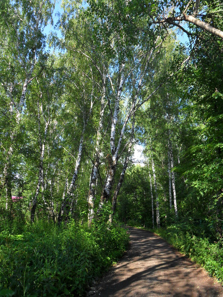 В Чеховском лесу,в березняке