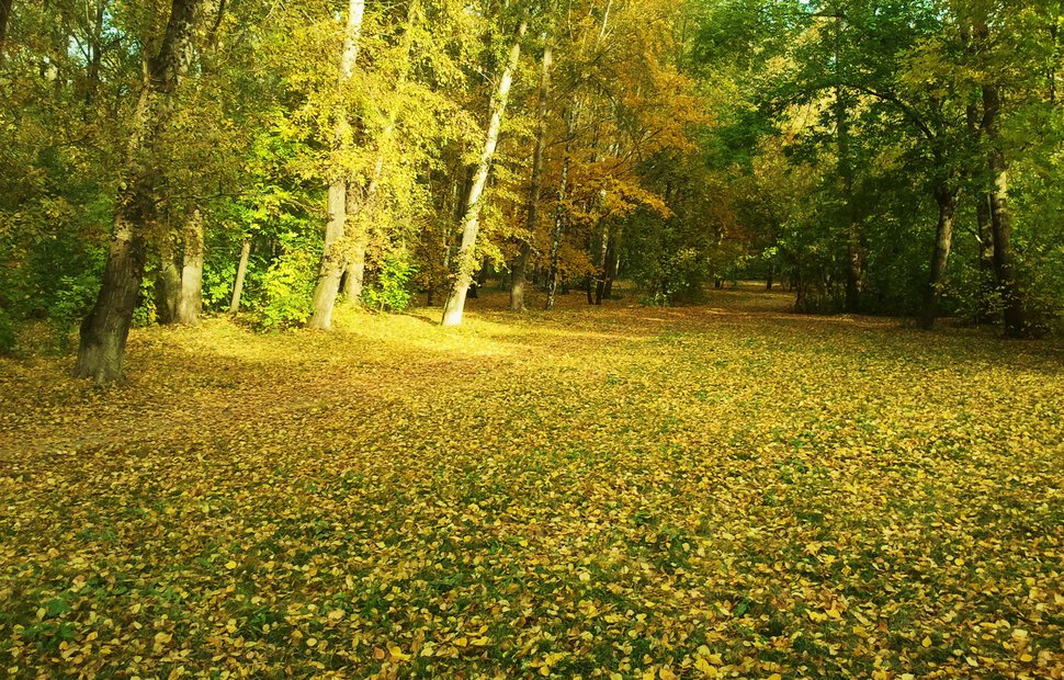 В осеннем парке