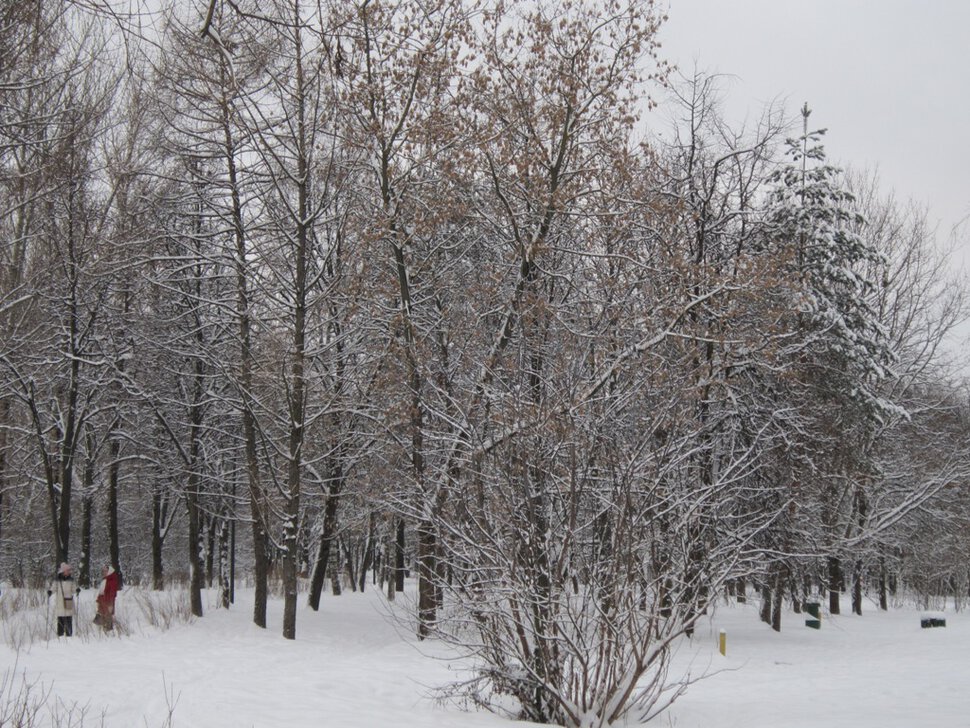 В зимнем парке