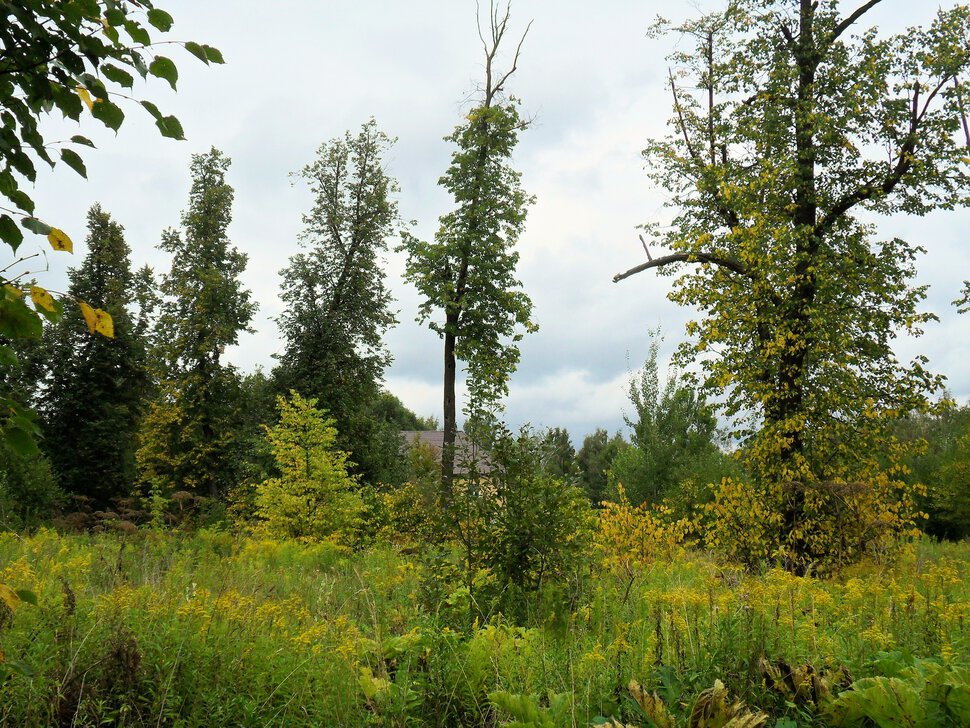 Чеховский лес в августе
