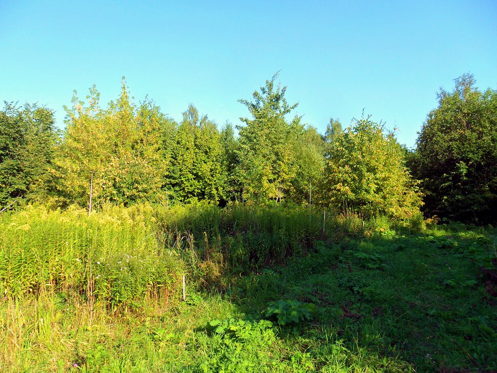 Чеховский лес в августе