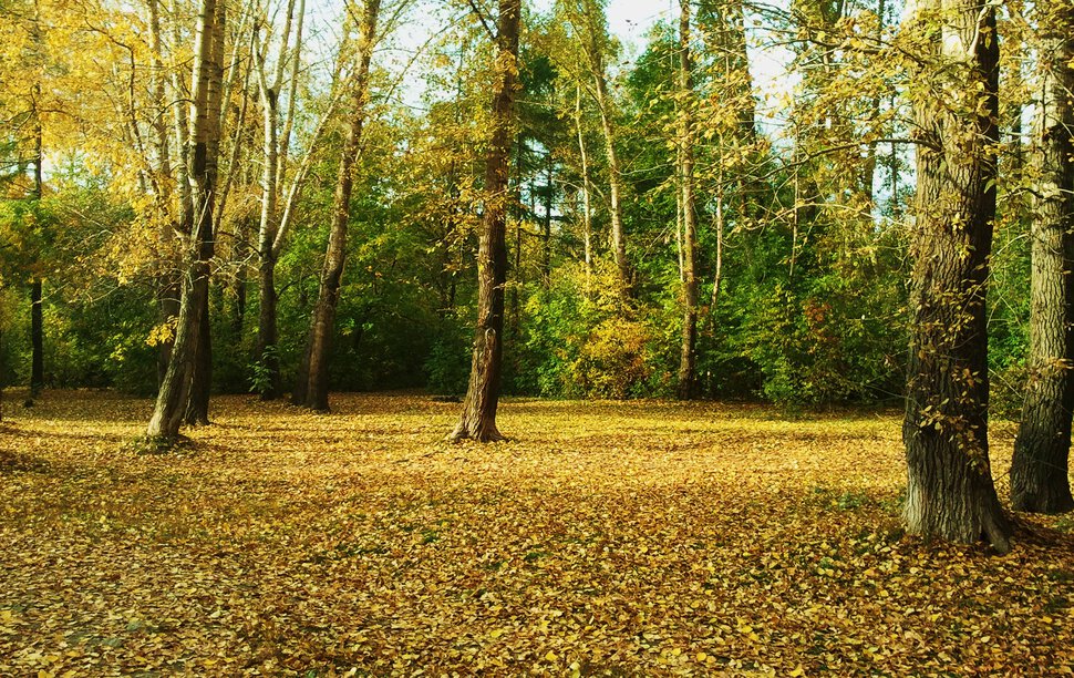 Гуляет осень