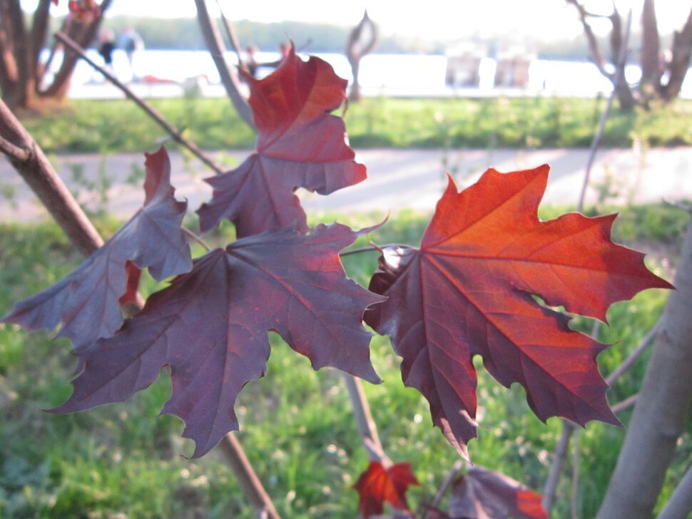 Красные листья на клёне