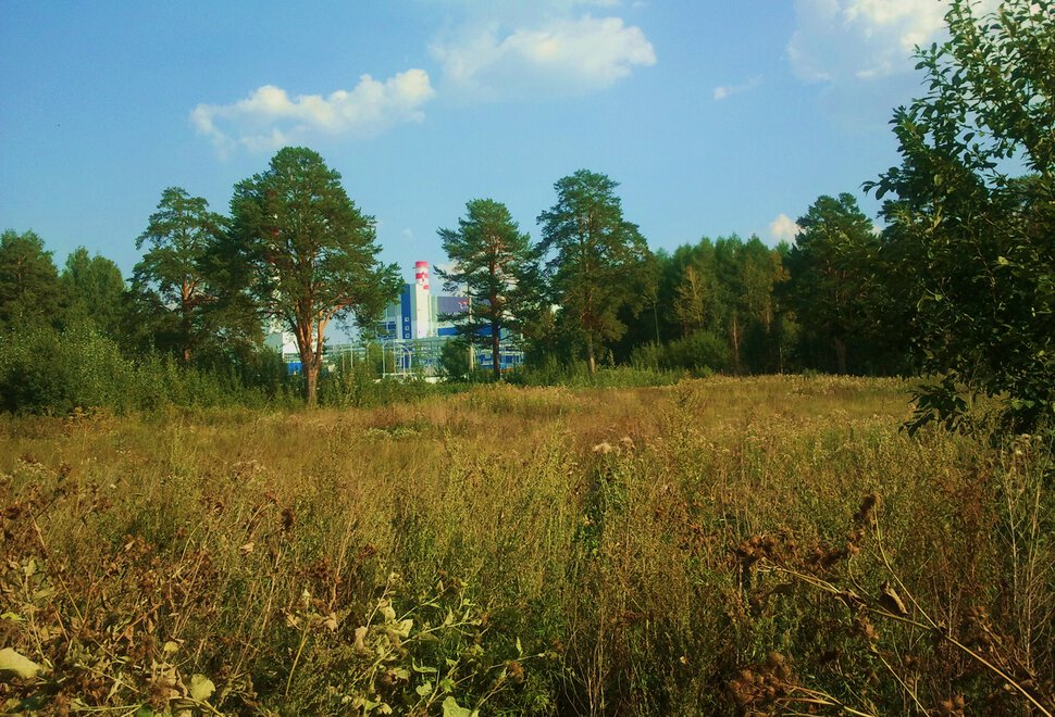 На лесной полянке за городом