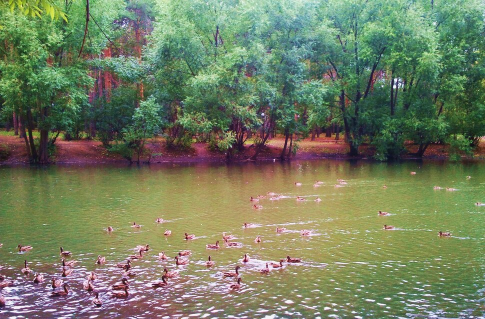 В лесу озеро с утками