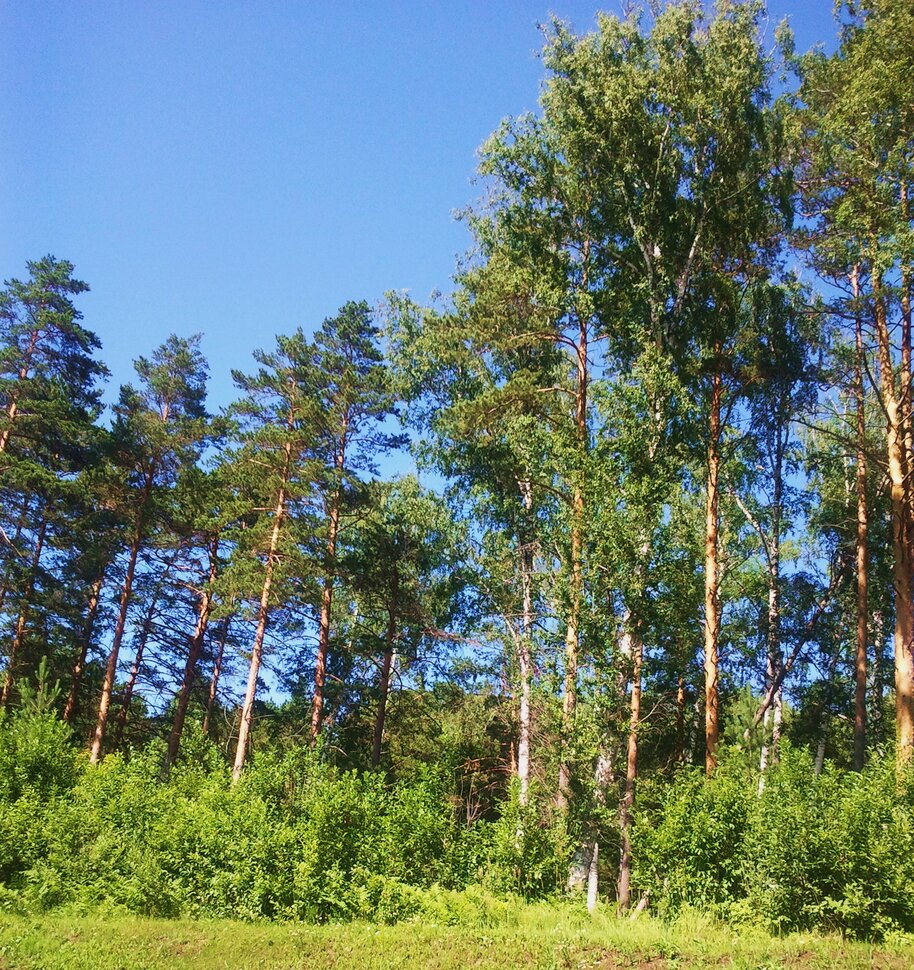 На опушке