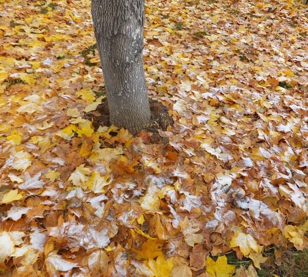 Первый снег и дерево