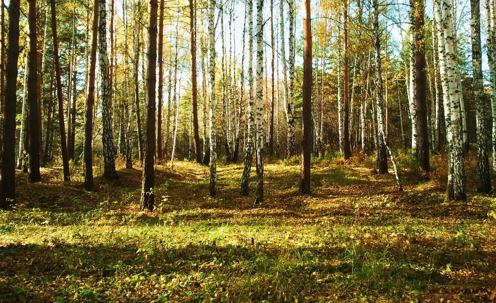 Светлый октябрь