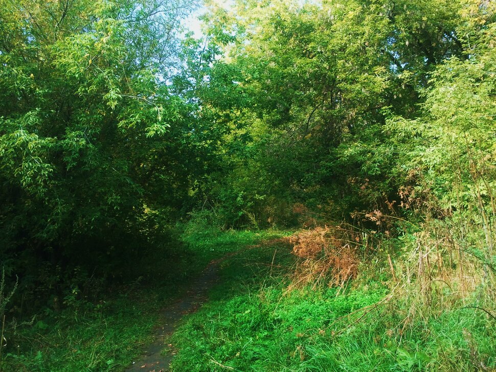 В зарослях