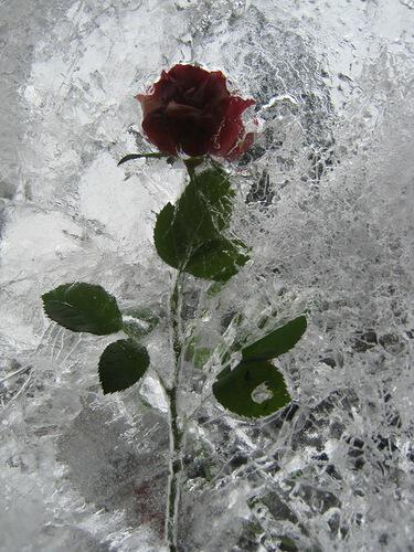 Лед и роза