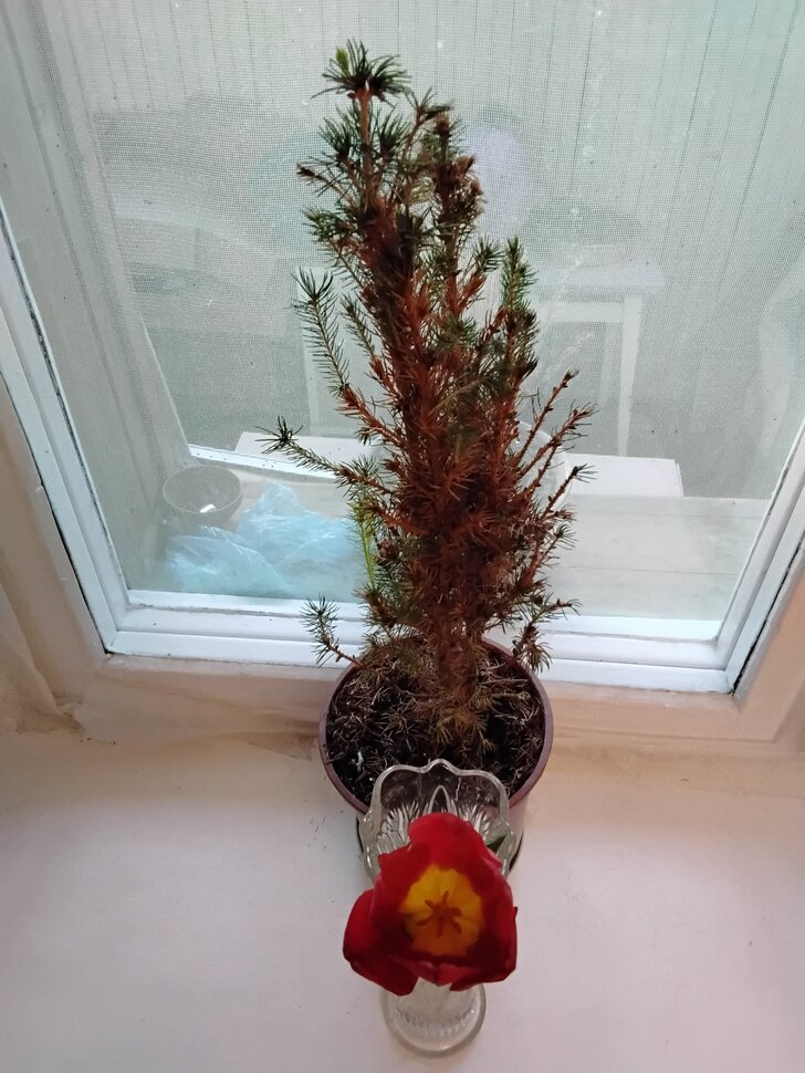 Тюльпан и ёлочка