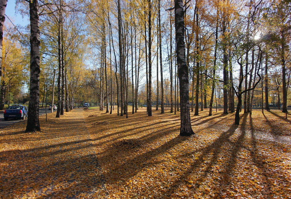 Городские березки