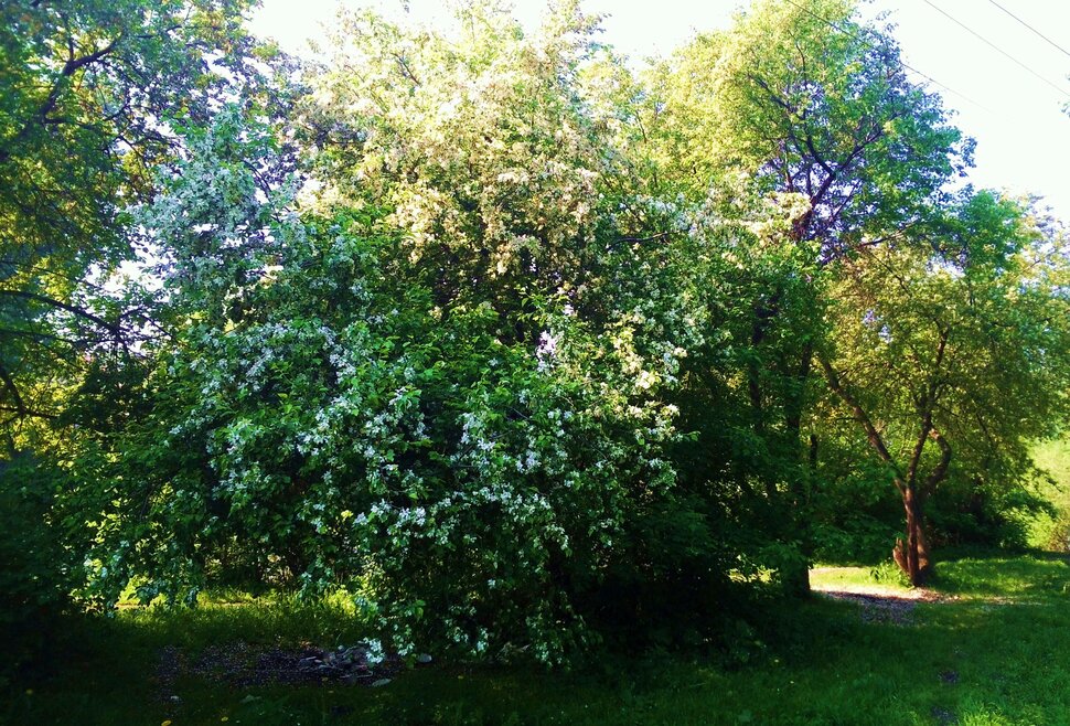Июнь