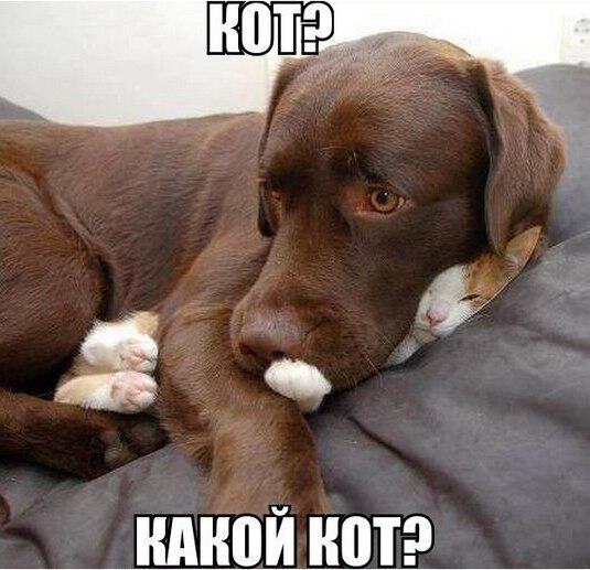 Кот? Какой кот?