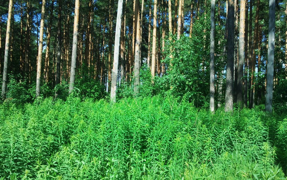 По нехоженым лесам