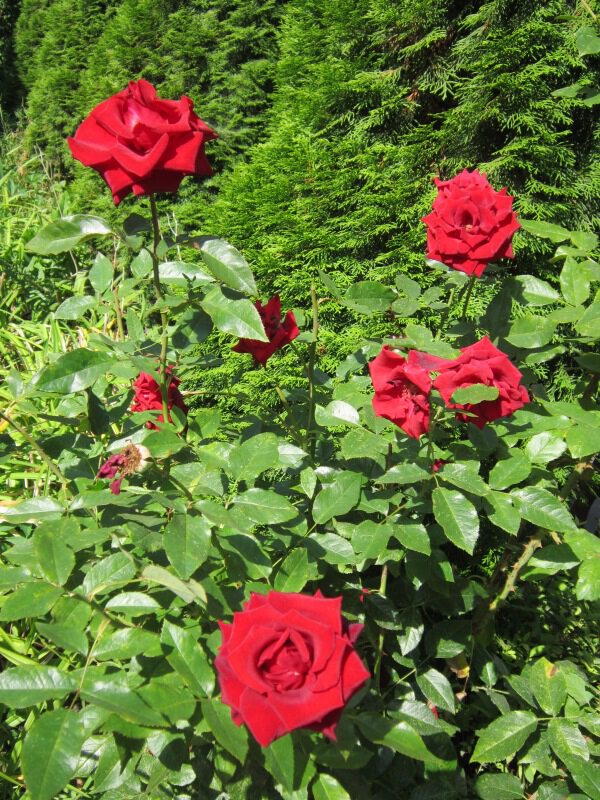 Розы красные прекрасные