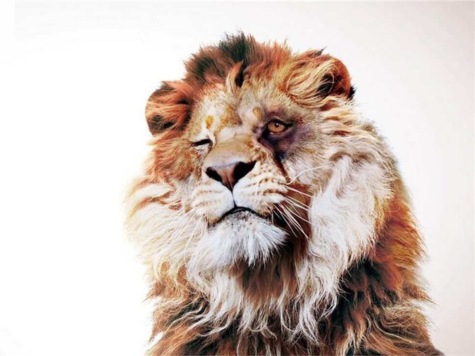 Король лев