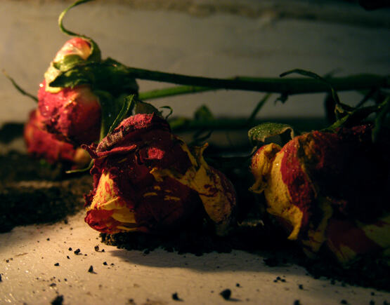 Night Roses
