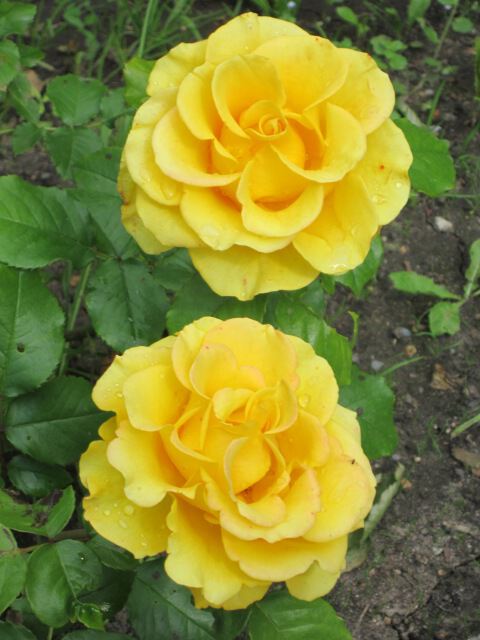Две розы жёлтых