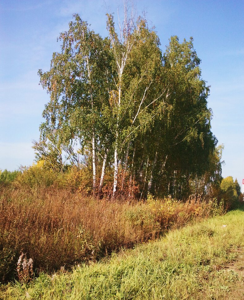 У островка леса