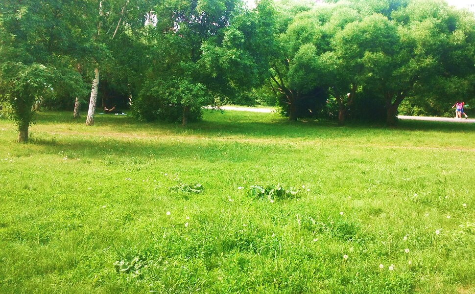 В парке летом