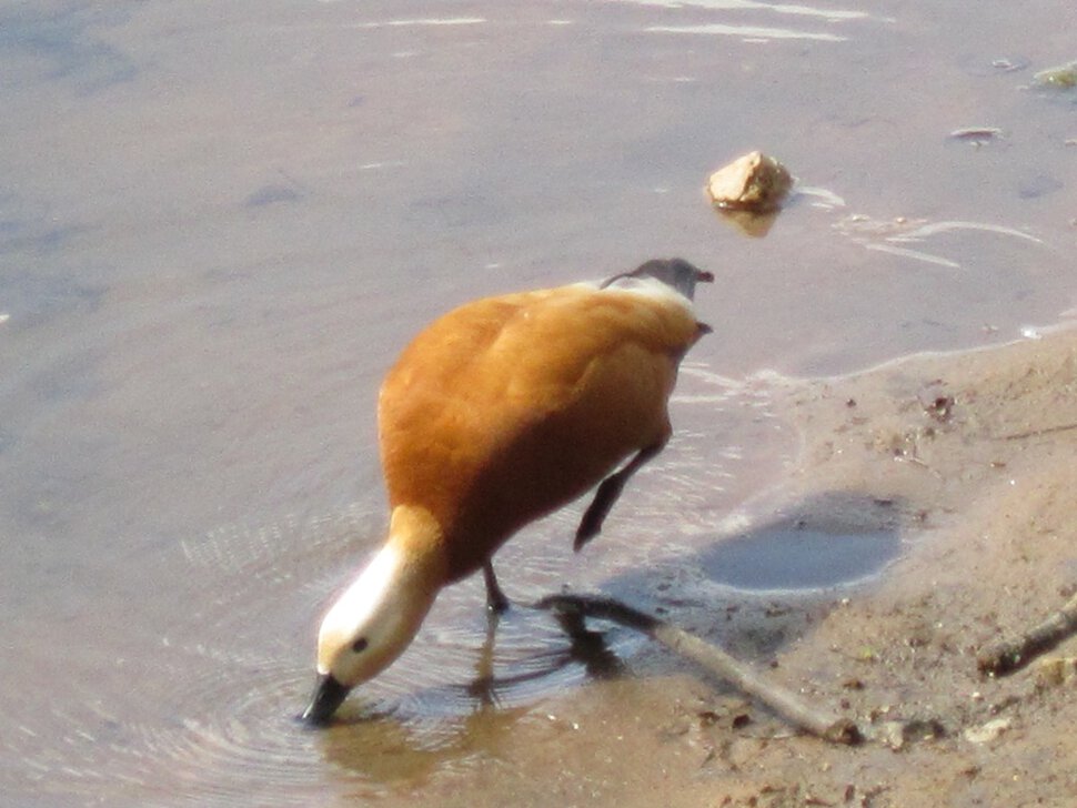 Водопой