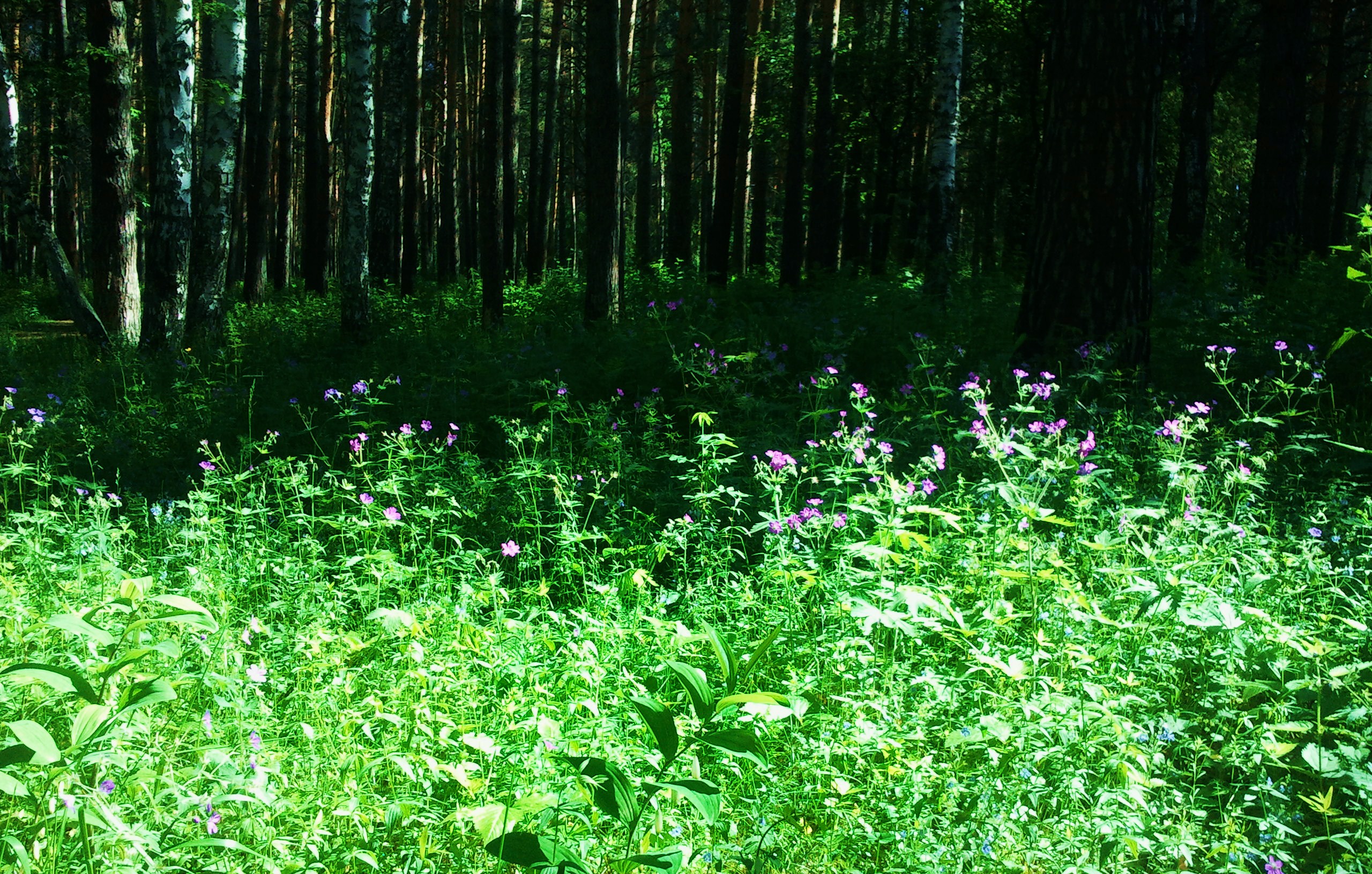 В лесу на солнечной полянке расцвели гвоздика