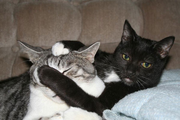 Кошечки