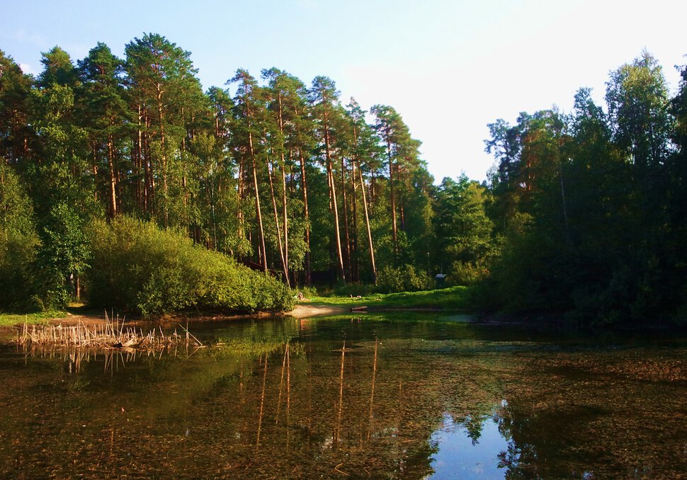 На озере в лесу