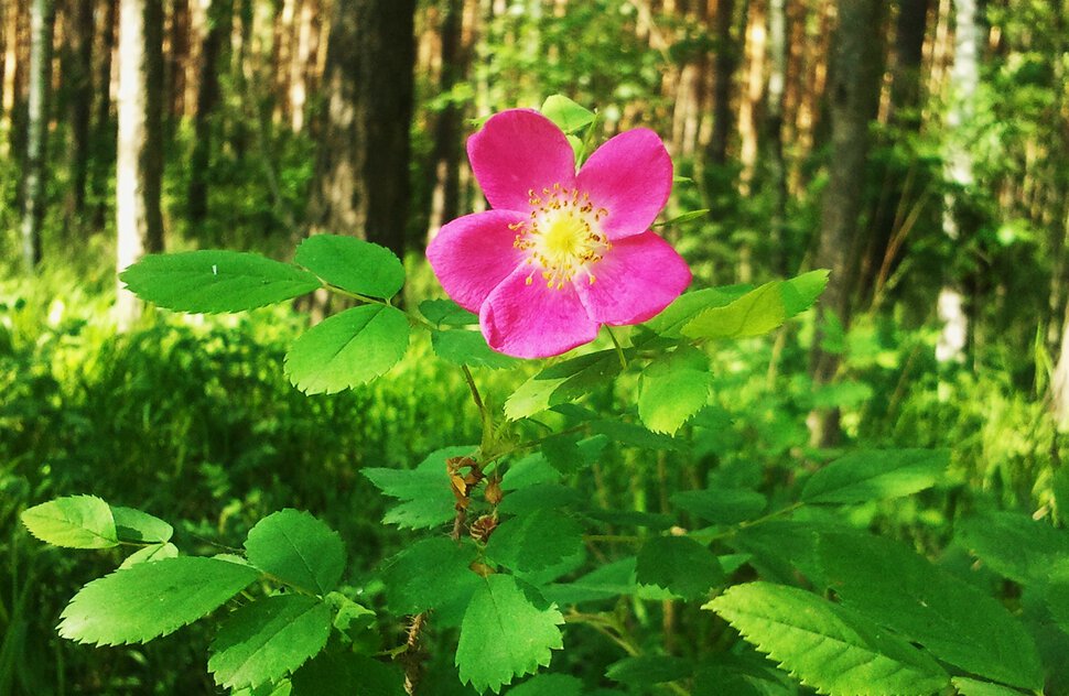 У цветочка в лесу