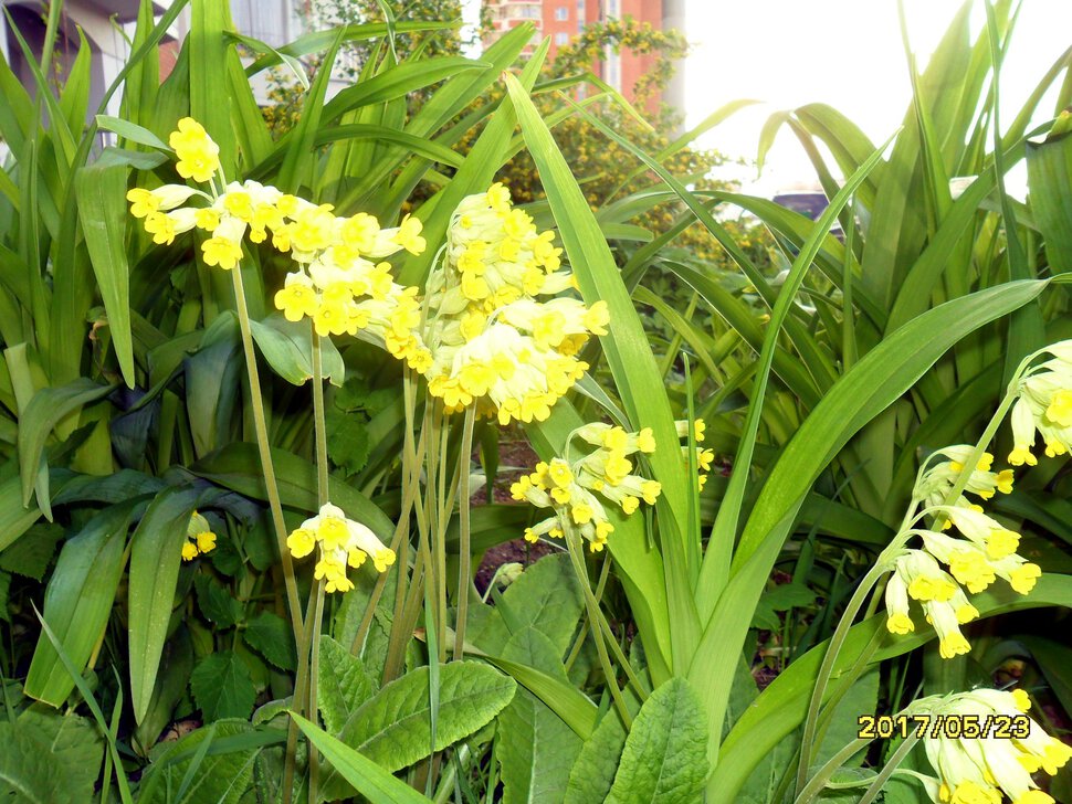 Весенний жёлтый первоцвет или Примула