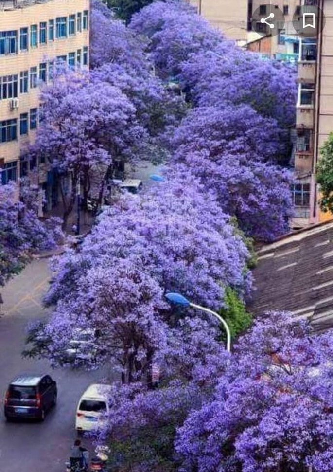 Жакаранда - фиалковое дерево в цвету
