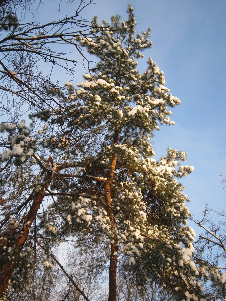 Сосна в декабре