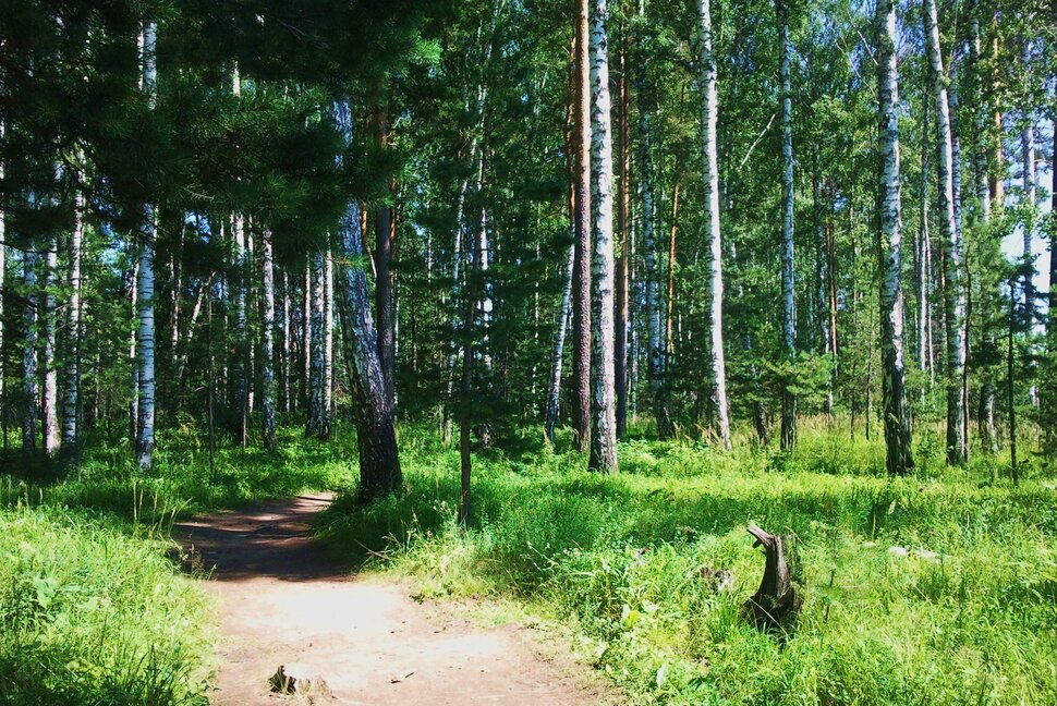 По июльским дорожкам