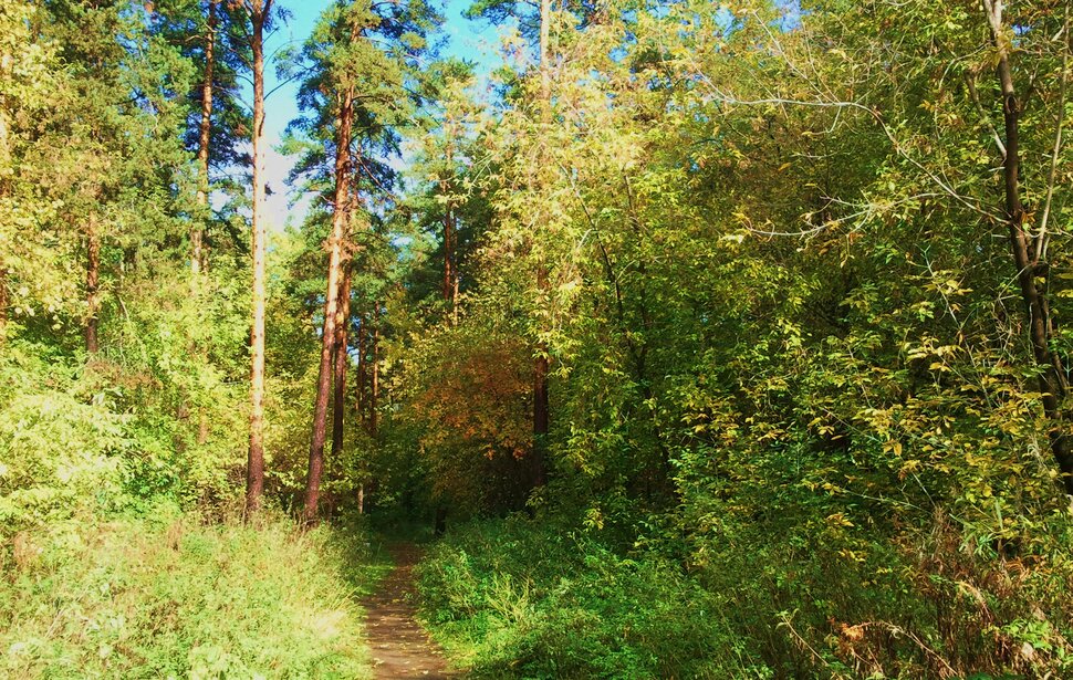 По лесу в октябре