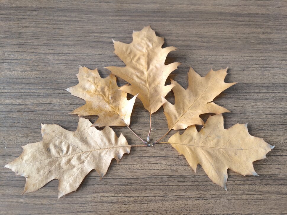 Пять листьев дуба осролистного