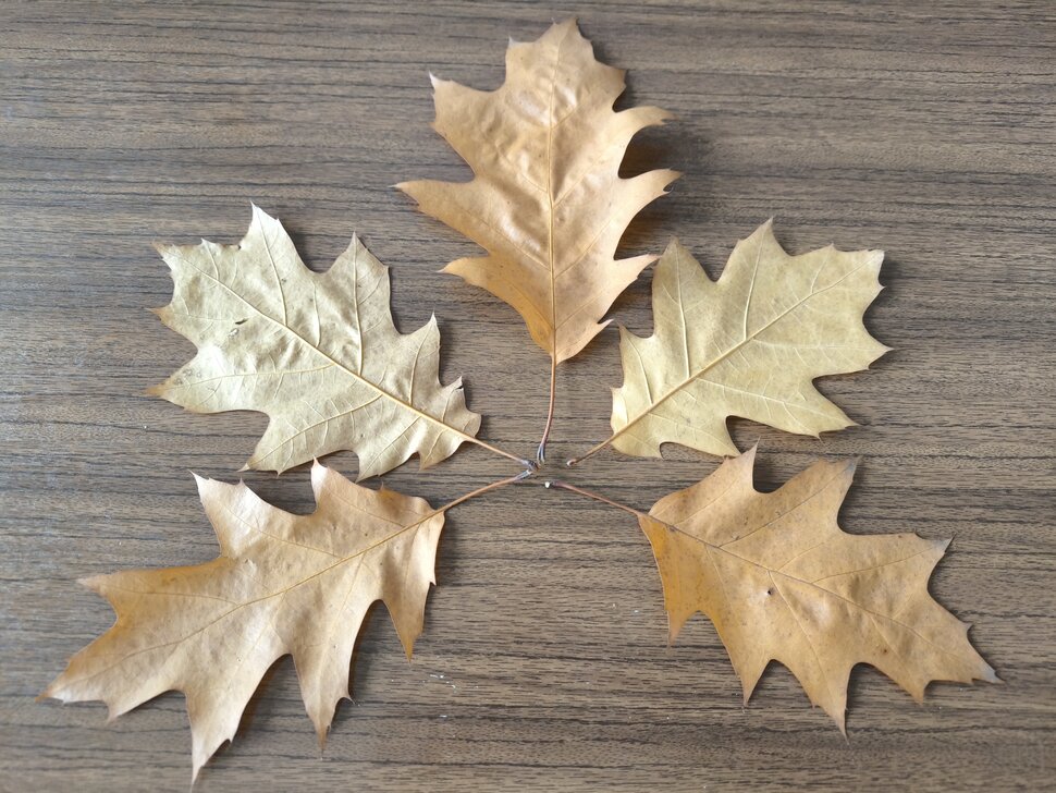 Пять листьев дуба осролистного