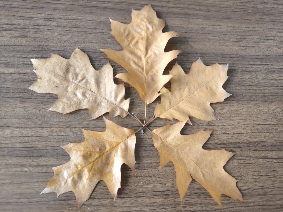 Пять листьев дуба осролистного