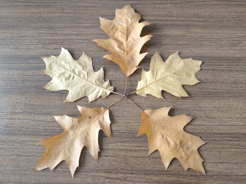 Пять листьев дуба осролистного