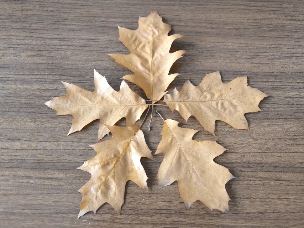 Пять листьев дуба осролистного