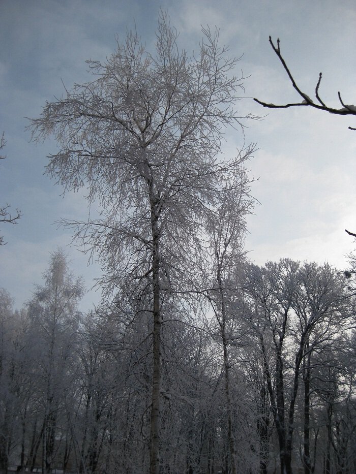 Зима
