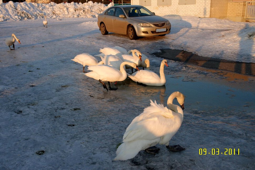 Городские лебеди