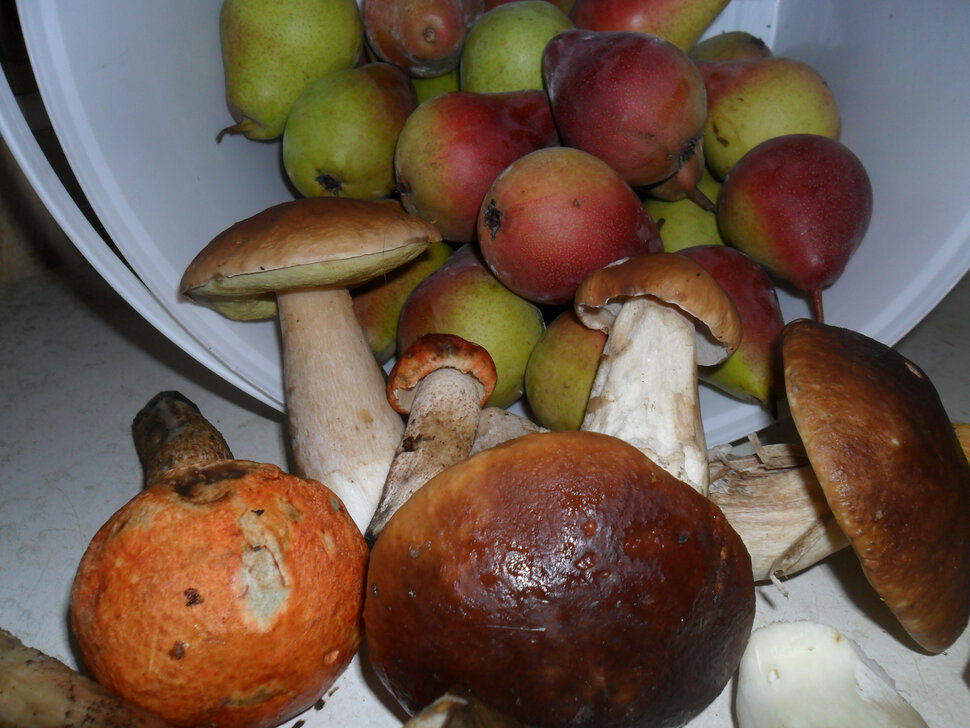 С началом грибного сезона,сбор белых грибов и груш