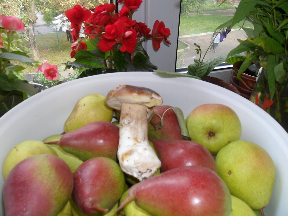 С началом грибного сезона,сбор груш и яблок