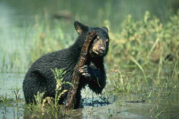 Фото медведя
