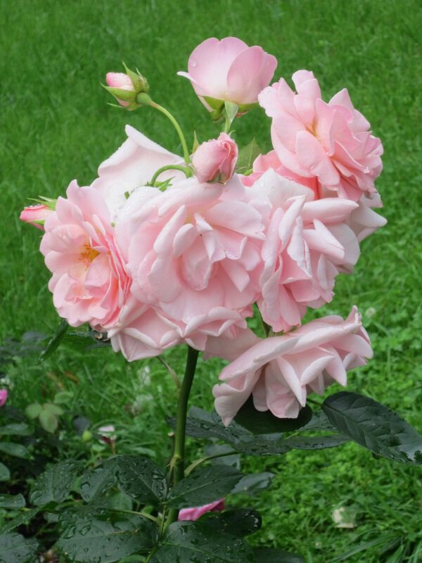 Розовая роза