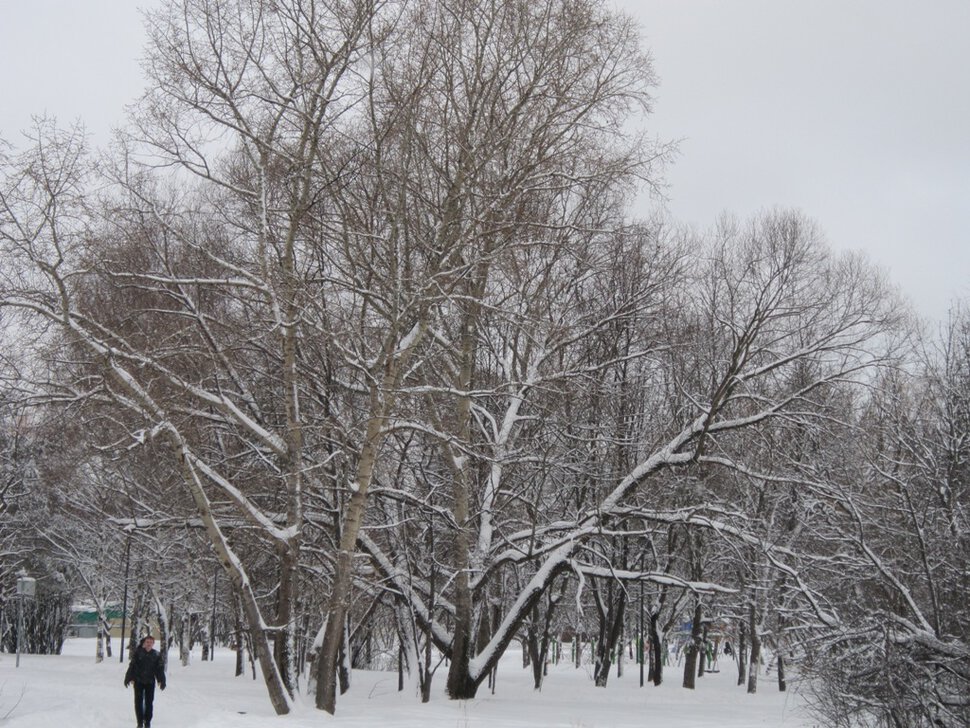 В зимнем парке