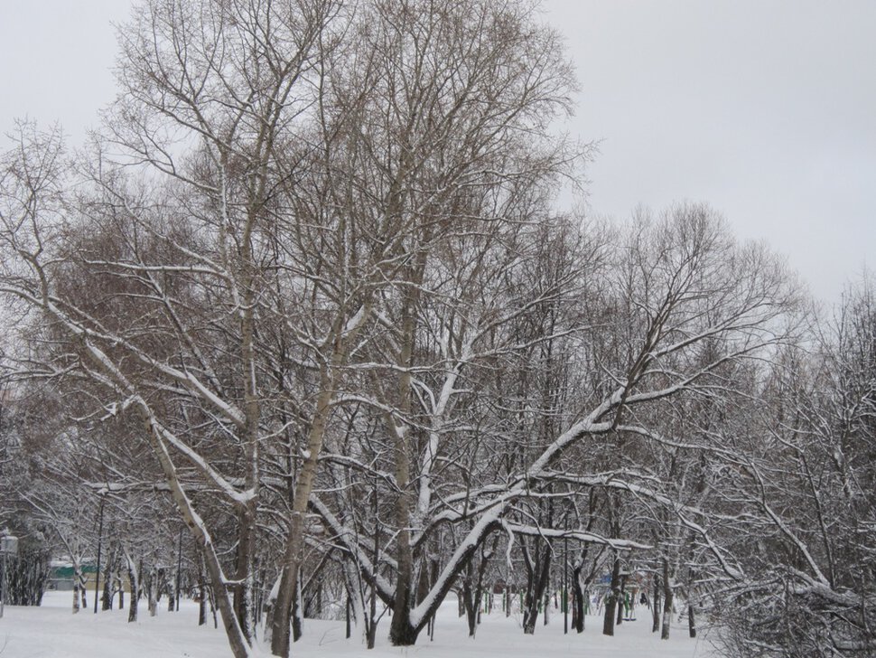 В зимнем парке