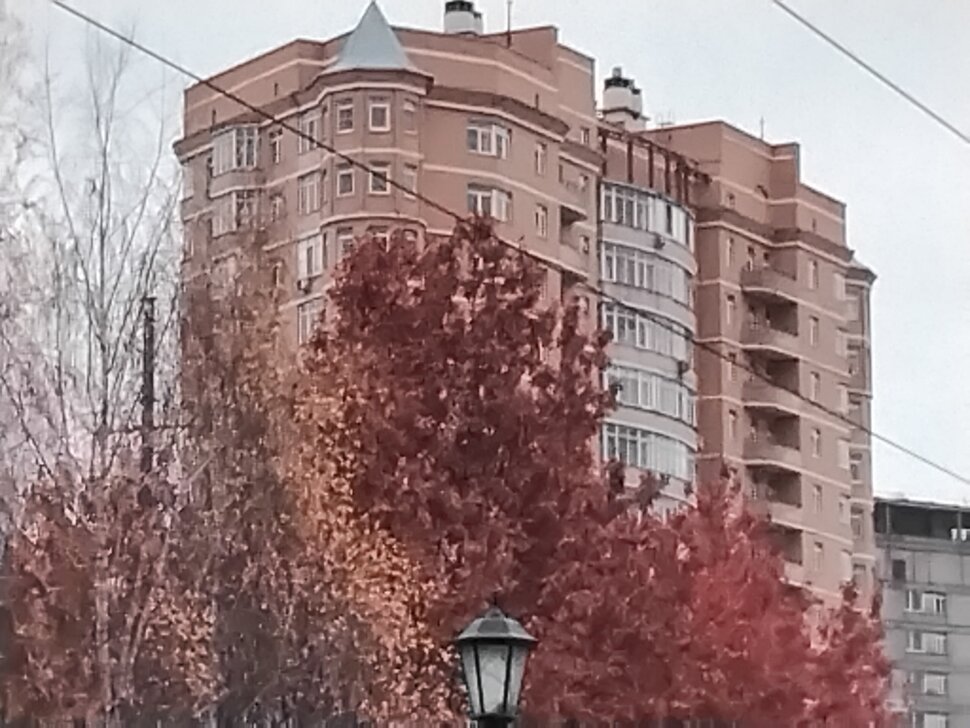 Дуб остролистный в ноябре