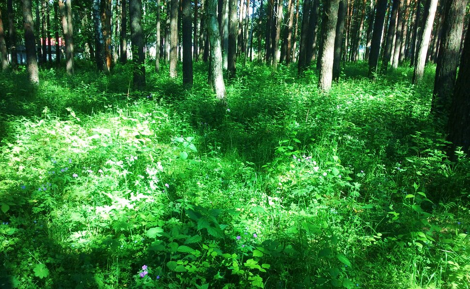 В июньских травах